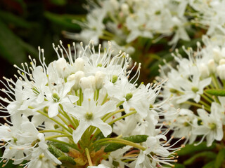 white flowers are like small stars