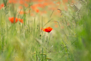 Poppy flower against a wheat field