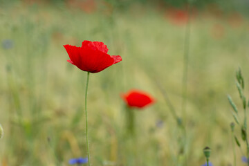 Poppy flower close-up against a green background