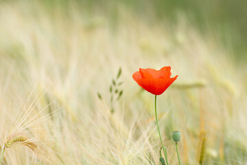 Poppy flower against a wheat field