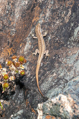Common Wall Lizard (wall lizard or European lizard) basking on grey rock