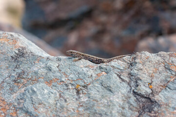(Common) Wall (or European) lizard basking on a light grey rock, darker rocks in the background