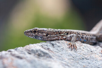 Common Wall Lizard, head close up