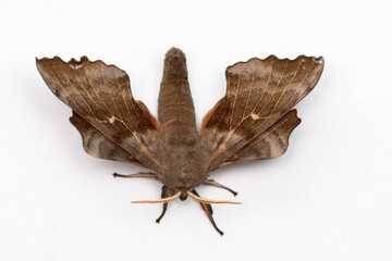 Poplar Hawkmoth, Laothoe populi, isolated against a pure white background