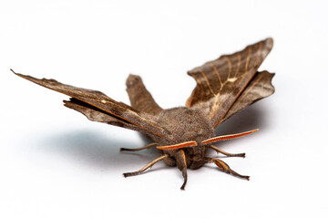 Poplar Hawkmoth, Laothoe populi, isolated against a pure white background