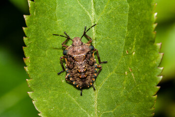 Forest bug Final instar nymph (also known as forest shieldbug and red-legged shield bug)