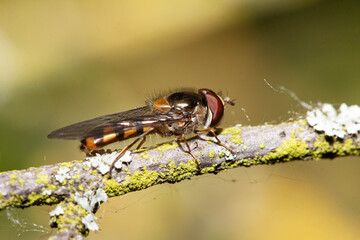 Hoverfly, side on, resting on a thin branch, close up