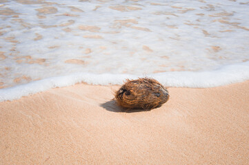 coconut lies on the white sand of the sea wave on the island with coconut palms above the sea waves