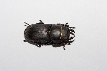 Top view of Lesser Stag Beetle - Dorcus parallelipipedus - isolated on clean white background