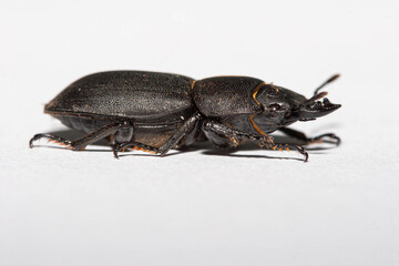 Lesser Stag Beetle - Dorcus parallelipipedus - side on facing right isolated on a clean white background