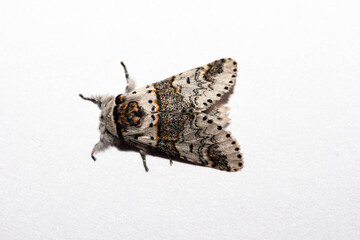 Poplar Kitten Moth isolated against a clean white background