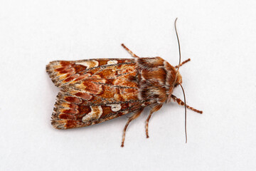 Pine Beauty on clean white background