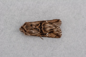 Toadflax Brocade moth, isolated on a pale background.