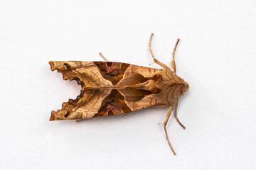 Angle shades moth on Clean white background