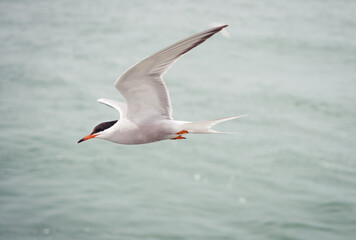 Arctic Tern