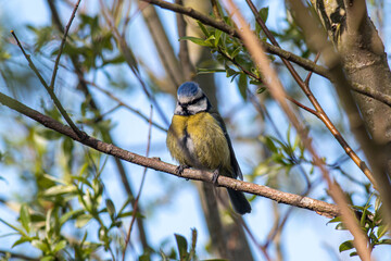 Perched Blue Tit 