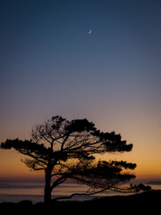 Fototapeta na wymiar Trees at sunset