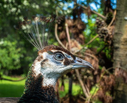 Peafowl Peahen Pheasant female low level portrait head shot macro view showing eye with reflection and head and neck feathers
