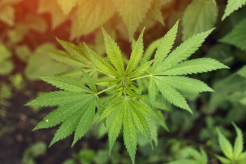 Marijuana background at sunset. leaves of cannabis marijuana plant.