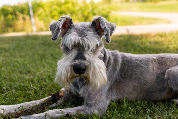 Portrait of a Schnauzer Dog with green grass background laying on the ground 