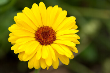 Yellow flower. Floral background. Summer background 