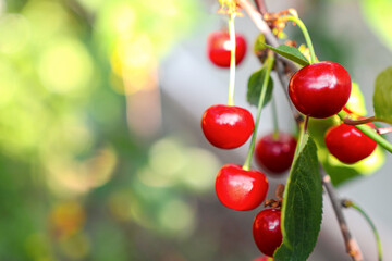 Red berries of a cherry on a branch outdoors close-up. Ripe fruits in a garden with bright and juicy greens, harvest time.