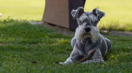 Portrait of a Schnauzer Dog with green grass background laying on the ground