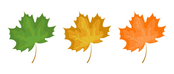 Maple leaves. Vector illustration.