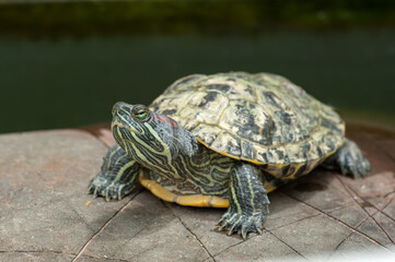 Red-eared turtle on a stone in natural environment