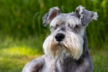 Portrait of a Schnauzer Dog with green grass background laying on the ground