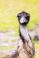 Loose and Shaggy Look of Emu