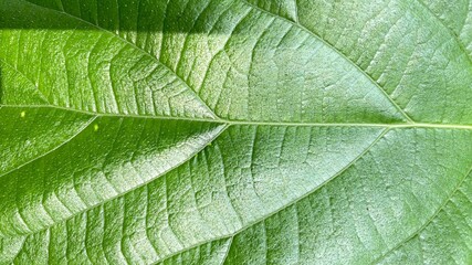 green leaf texture