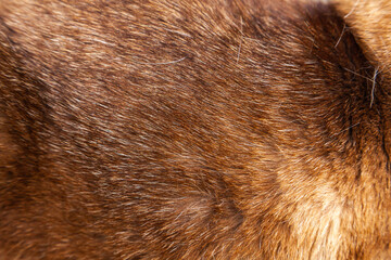 Fur texture of a fluffy Siamese cat, close-up.