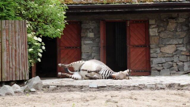 Close-up of a funny zebra that is lying on the ground