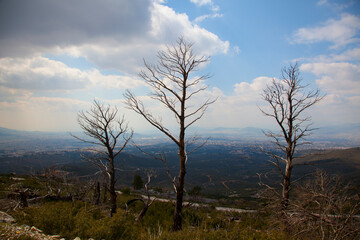 Greece Athens Penteli mountain,burned trees in forest - 441159934