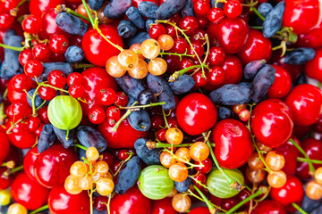 Ripe, summer berries close-up. Berries of sweet cherries, honeysuckle, white and red currants.