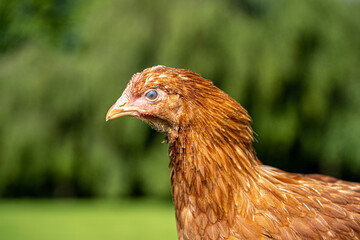 Close up low level view of female hybrid chicken poultry fowl showing black and gold feathers and red crown 
