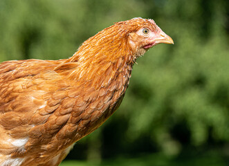 Close up low level view of female hybrid chicken poultry fowl showing black and gold feathers and red crown 
