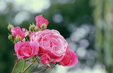 Rose bush blooming pink in summer bokeh garden.