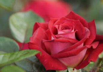 Red rose flower bud closeup blooming in summer garden.