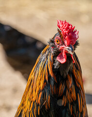 Close up low level view of male rooster bantam Rhode Island cockerel showing black and gold...