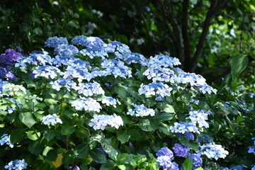 形原温泉あじさいの里