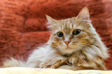 A red fluffy cat lies and looks at the camera.