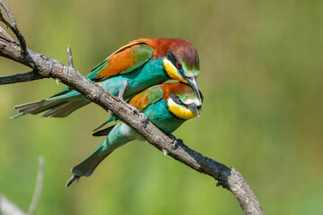 European bee-eater Merops Apiaster in the wild