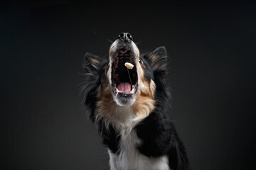the dog catches food. expressive tricolor Border Collie. funny pet on black background