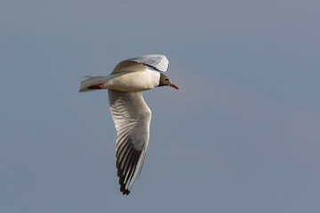 Black-headed gull Larus ridibundus in flight against the sky, Flying gull