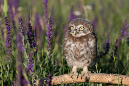 Little Owl, Athene noctua. Portrait owlet bird in the habitat. Close up