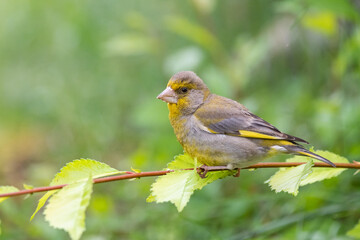 Obraz premium Eurasian greenfinch Chloris chloris on a leaf branch in the wild