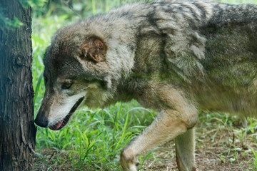 木陰に潜むタイリクオオカミ