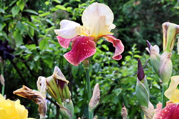Beautiful blooming irises flowers on background of green plants after rain in the home garden. Transparent raindrops on the petals.